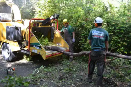 tree services El Jebel